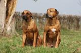 RODESIAN RIDGEBACK 093